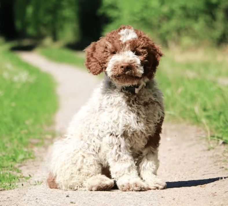 The Secret Weapon of Italian Truffle Hunters: Meet the Extraordinary Lagotto Romagnolo